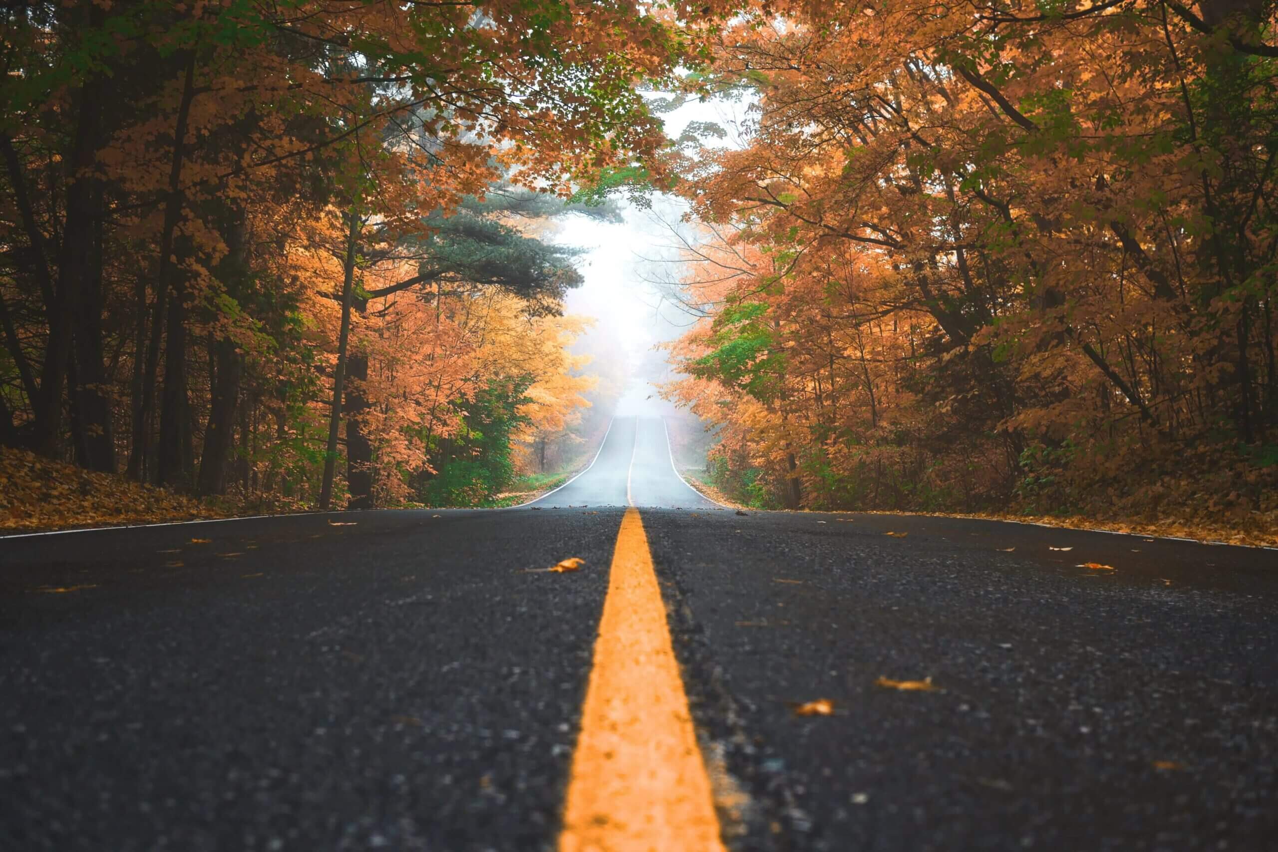 a road with trees on the side